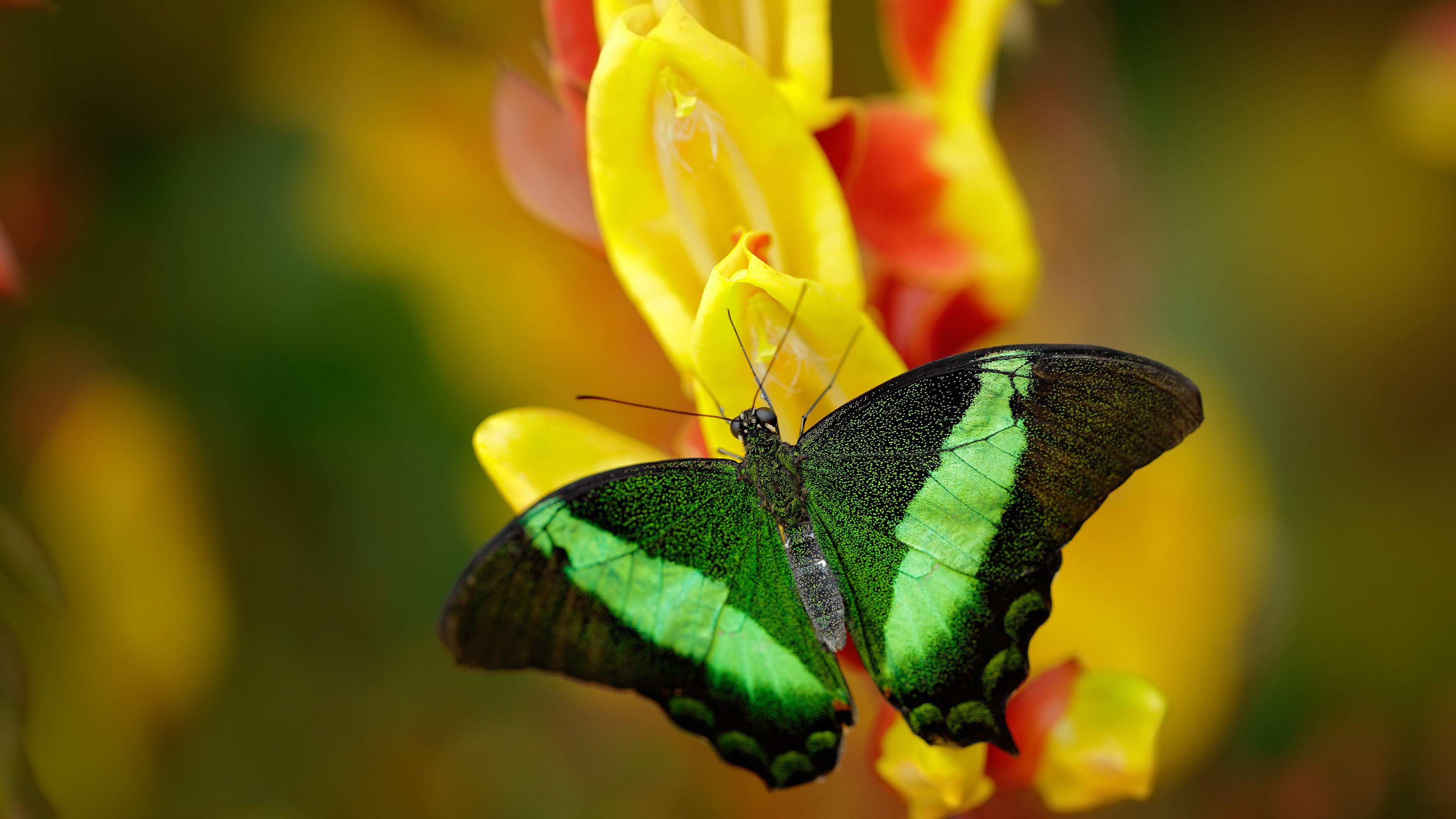 “跑圈铁人”挑战100天百马,惊艳朋友圈,跑100圈视频