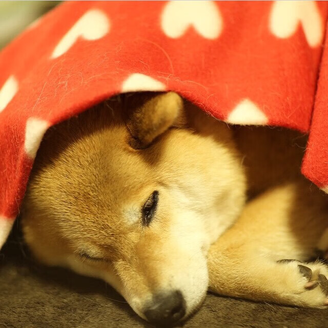 “雪地皇者：冰天雪地中的霸者归来”，雪地黄金